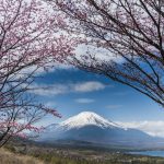 Fuji mit Kirschblüte