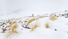 Schneesturm am Damavand