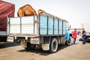 Kamelmarkt Ashgabat
