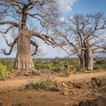 Bike vor Baobap (Affenbrotbaum)
