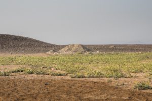 Sichtschutz in der weiten Ebene der Danakil Wüste