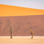 Kameldornbäume in der Deadvlei